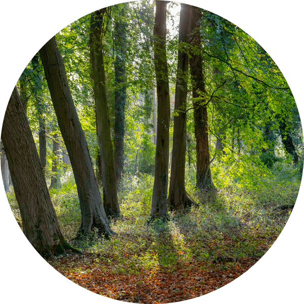 wald-min